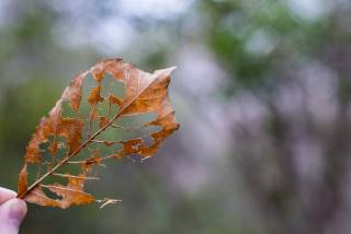 decayed leaf
