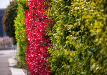 Colorfull hedge
