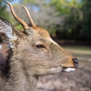 Close up Deer, Miyajima