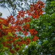 Maple Leaves, Dougo Park, Matsuyama