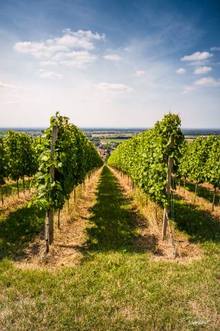 Weinberge