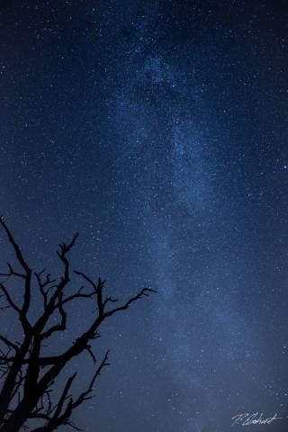 Ein alter Baum im Vordergrund