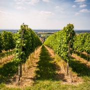 Weinberge