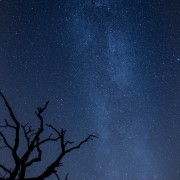 Ein alter Baum im Vordergrund