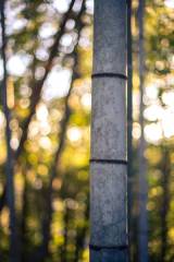 bamboo-2