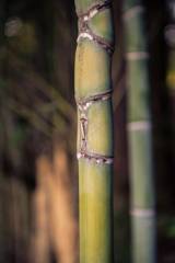 bamboo