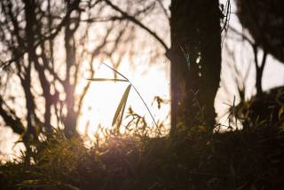 Plants in the Light