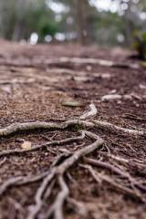 roots on the ground