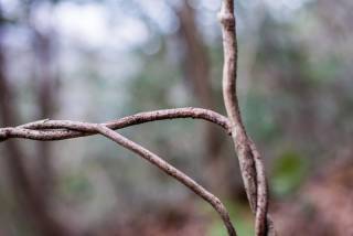 twisted branches