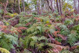 Brushwood