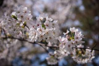 Cherry blossoms