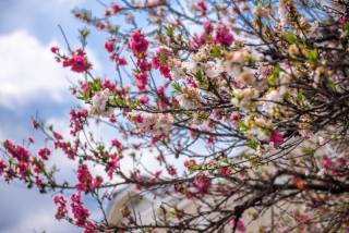Double bloom 2