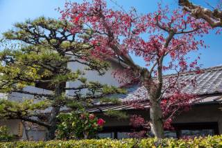 Traditional style trees