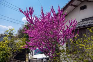 Amazing colors