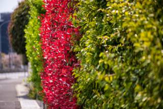 Colorfull hedge