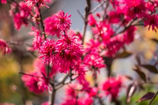 Blossoms