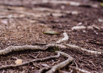 roots on the ground