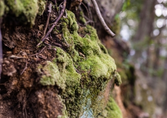 moss