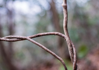 twisted branches