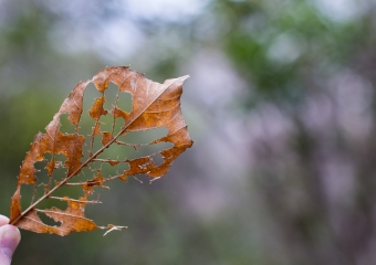 decayed leaf