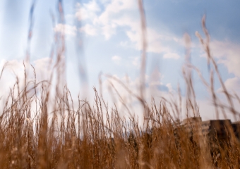 Hiding in the field