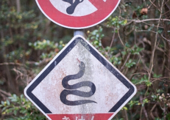 Snakes :o