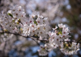 Cherry blossoms