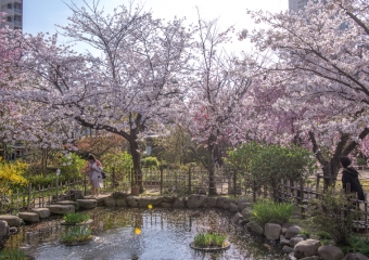 Shukkeien Garden