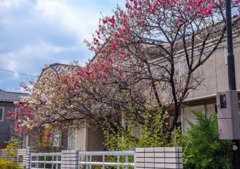 Double bloom