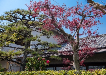 Traditional style trees