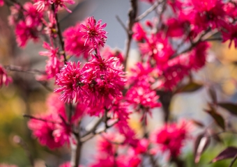Blossoms