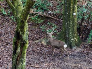 deer
