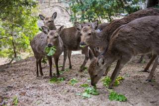 deers