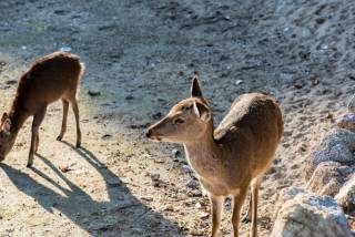 Deer