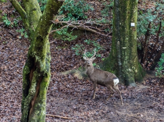 deer