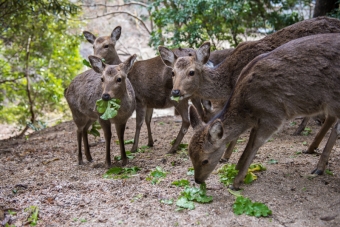 deers