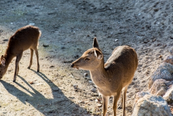 Deer