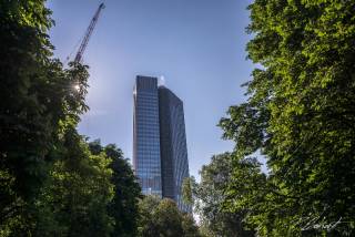 View through the Trees