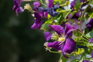 NEX-5R RAW