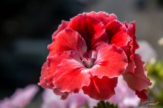 NEX-5R RAW