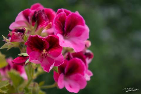 NEX-5R RAW