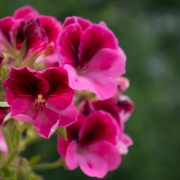 NEX-5R RAW