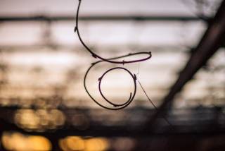 Picture of the Day 36