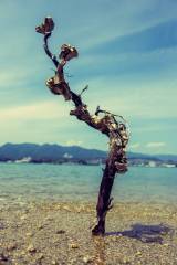 Picture of the Day 103