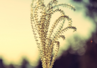 Picture of the Day 72