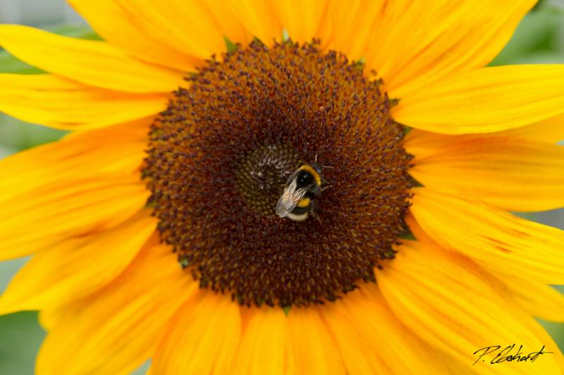 1/100 Sek. | ƒ/3.5 | ISO 100 | NEX 5R