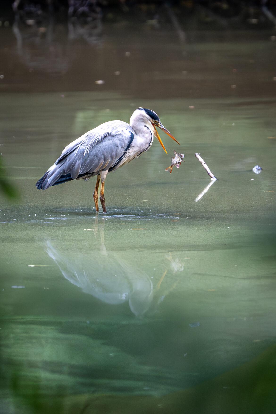 Grey Heron with fish