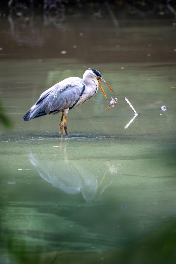 Grey Heron with fish