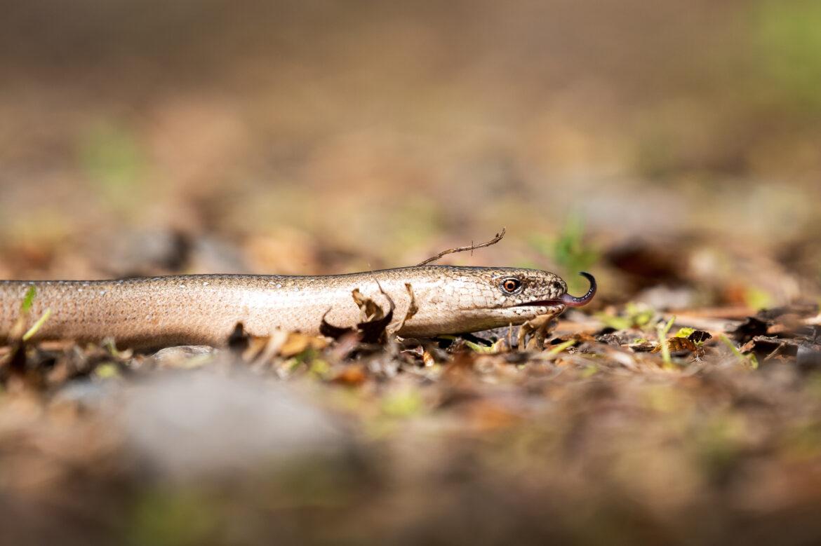 slowworm