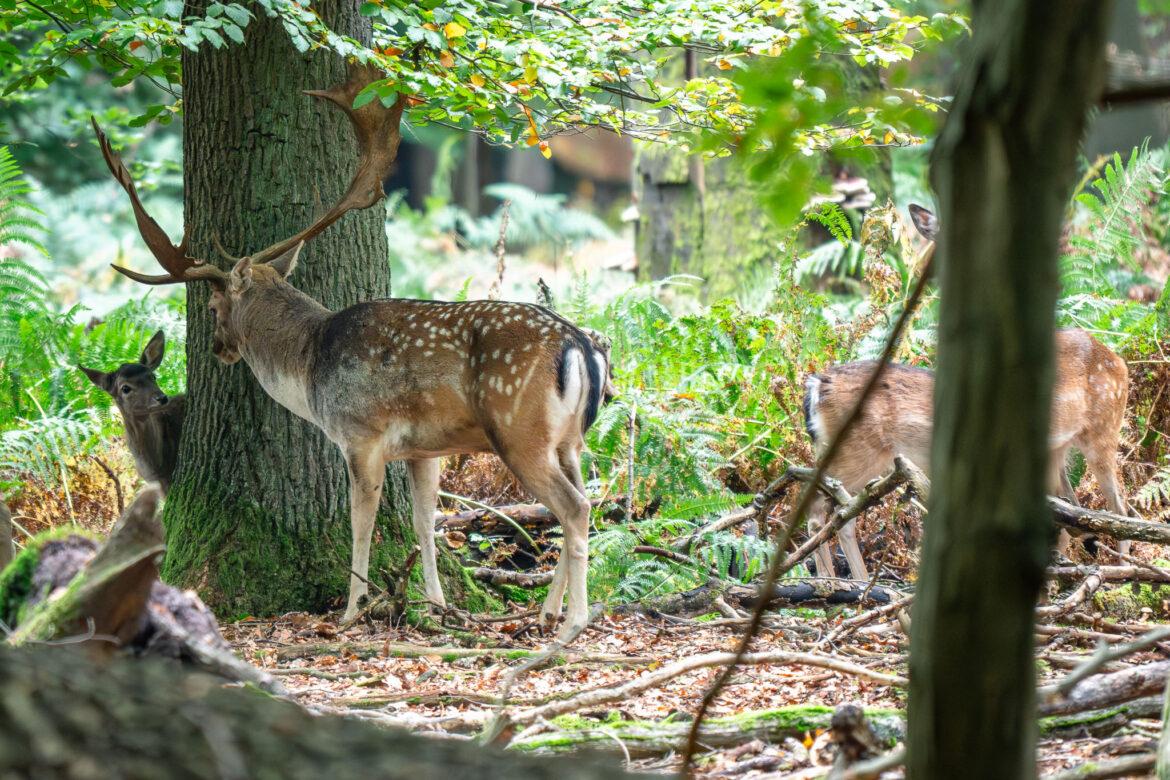 Fallow deer with young